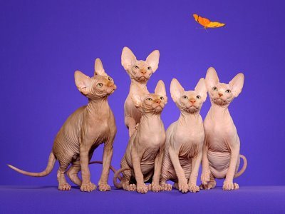 sphynx cat pictures. Filed ↓ cats sphynx cats sexy