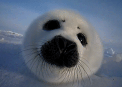A baby seal gif made by yours truly! :D
And it is my first gif ever, too! Do you like it? 