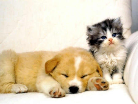 Puppies And Kittens Cuddling. Kids plusharoo stylearoo too cute picture Still other cases, cat and kitten