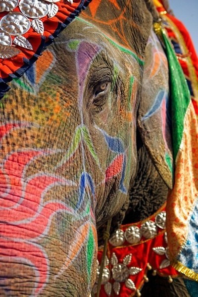 happyhues:

Woah, look at this cool elephant, decked out for Holi! Check out these other colorful pics celebrating the colors of India! (via Dreaming of India)
