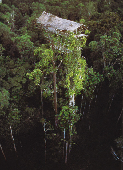 Korowai Tree House in Papua New Guinea