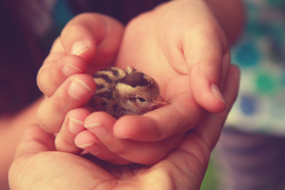lace-bird:

Baby Quail by andthatswhenIsnapped (back in UT!), on Flickr.
