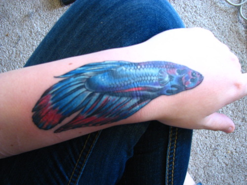 This is a betta fish also known as a Japanese fighting fish
