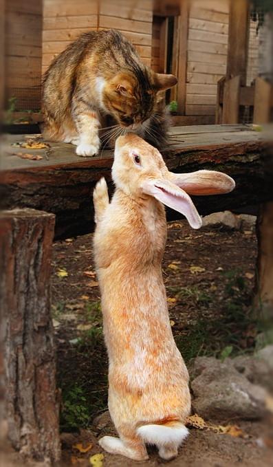etherian:

Bunny:  You got any carrots up there?
