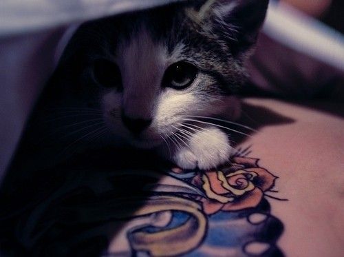 Quirky Tattoos cat gato