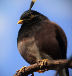 Natural Angry Bird - Bomber
