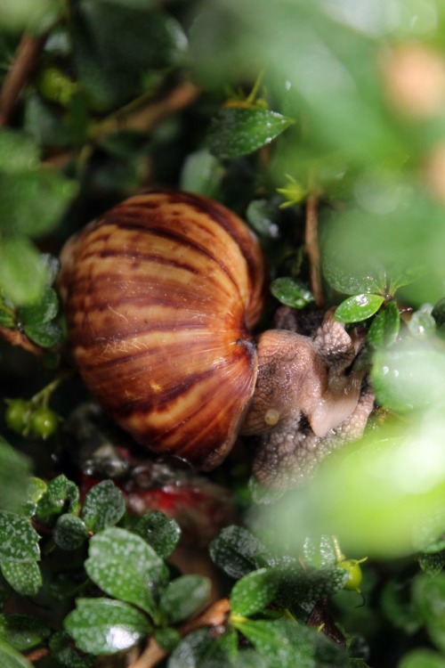 Snail sucking my plant ? :O