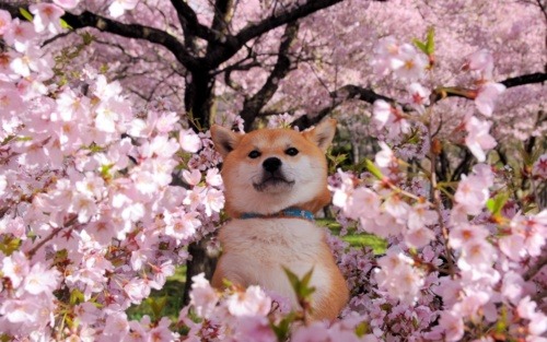 RISE, BRAVE KNIGHT, AND TELL ME WHAT YOU HAVE LEARNED. DOES LORD BLACKTHROAT TRULY INTEND WAR? IF THE ORANGE BERRY KING THINKS US WEAK WE WILL SHOW HIM WHAT POWER LIES HIDDEN AMONGST THE BLOSSOMS. I WILL STRIP HIS BUSHES BARE.
BE NOT SILENT. IT IS YOUR RULER, QUEEN COLDNOSE OF THE PINK GARDENS, WHO COMMANDS YOU TO SPEAK.