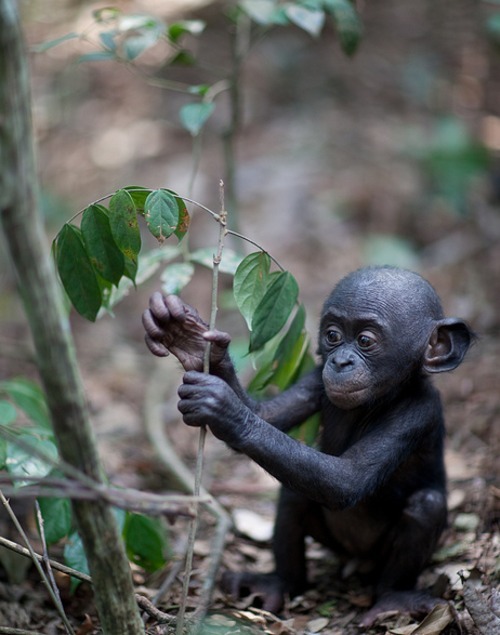 theanimalblog:

Baby Bonobo Monkey (by James Hopkirk)
