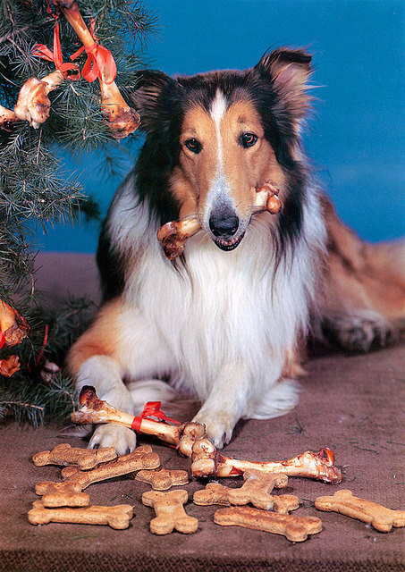 solo-vintage:

Lassie, Christmas 1945
