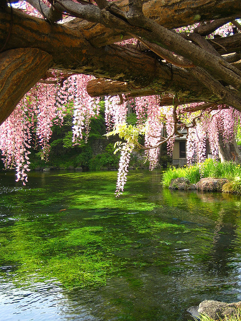 9amatistas:

Del rosa al verde hay un estrecho paso.
petitpoulailler:

bluepueblo: Wisteria Bridge, Japan; photo via livingha

