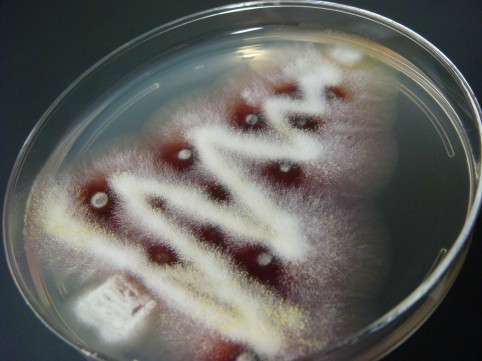 geneticist:

Merry Christmas, Nerds! Here’s some Christmas fungus on a petri dish.

Teehee.  Excellent.  And probably stinky.