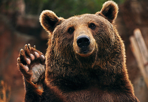 pumpkim:

ily bears
