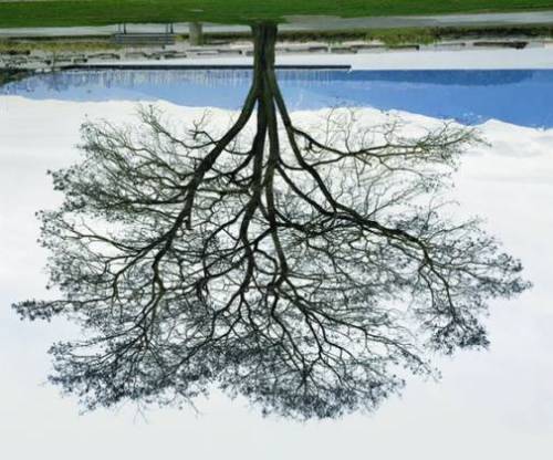 slylittlemy:

Rodney Graham: Jericho Beach Tree
