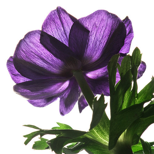 Purple anemone (by Marissen)