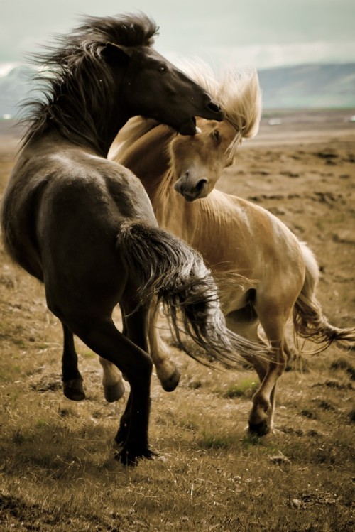 funkysafari:

Icelandic Horses 
by Jennifer Greenland
