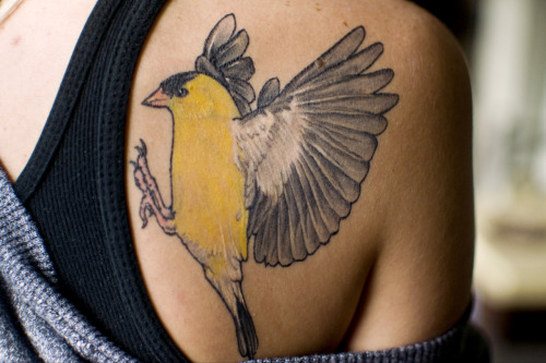 Eastern Goldfinch Carduelis tristis tattooed by Chris Stumpf of Timeless