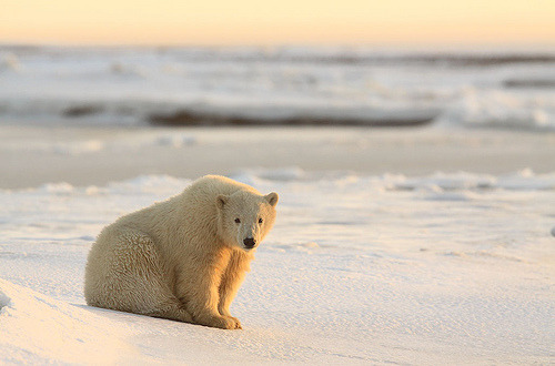 torace:

Kaktovik - Alaska - Polar bear  (by Impisi)
