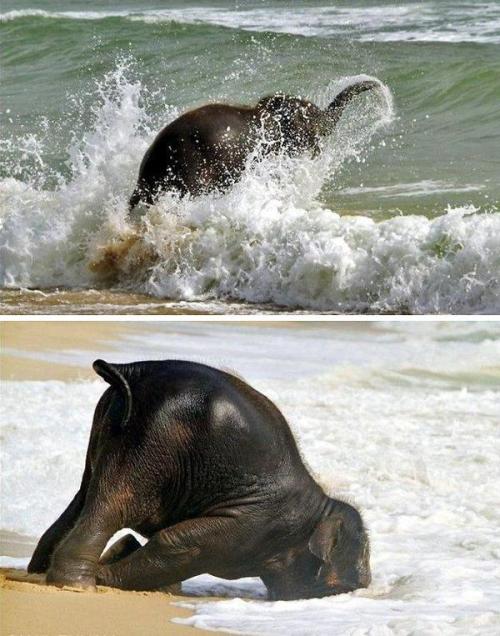 anditslove:

Baby elephant enjoys the beach.
