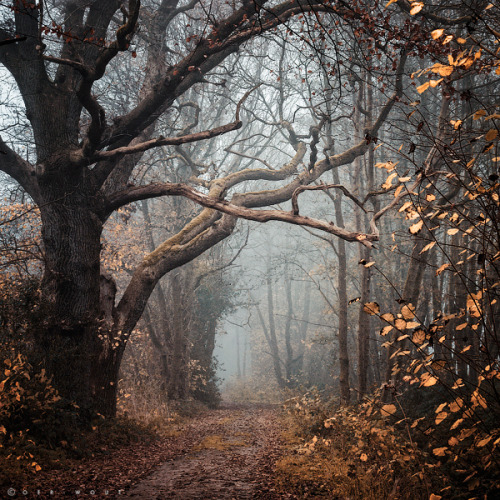 ruineshumaines:

Autumn Mantra by Oer-Wout
