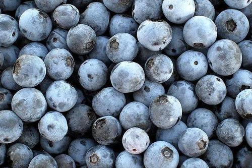 With just 80 calories per cup and virtually no fat, blueberries offer many noteworthy nutritional benefits. Here’s the skinny on blueberry nutrition: Blueberries are packed with vitamin C. In just one serving, you can get 14 mg of Vitamin C – almost 25 percent of your daily requirement. Vitamin C aids the formation of collagen and helps maintain healthy gums and capillaries. It also promotes iron absorption and a healthy immune system1,2. Blueberries are dynamos of dietary fiber. Research has shown that most of us don’t get enough fiber in our diets. Eating foods high in fiber will help keep you regular, your heart healthy and your cholesterol in check. A handful of blueberries can help you meet your daily fiber requirement1,2. What a tasty way to eliminate this worry from your day! Blueberries are an excellent source of manganese. Manganese plays an important role in bone development and in converting the proteins, carbohydrates and fats in food into to energy – a perfect job for blueberries3. Blueberries are leaders in antioxidant activity. According to the U.S. Department of Agriculture (USDA), blueberries are near the top when it comes to antioxidant activity per serving (ORAC values). Their capacity is impressive. Antioxidants work to neutralize free radicals — unstable molecules linked to the development of cancer, cardiovascular disease and other age-related conditions such as Alzheimer’s. Substances in blueberries called polyphenols, specifically the anthocyanins that give the fruit its blue hue, are the major contributors to antioxidant antioxidant activity5.(source http://www.blueberrycouncil.org/health-benefits-of-blueberries/blueberry-nutrition/)