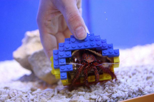 (via Harry The Hermit Crab Rocks A LEGO Decorated Shell | Geekologie)