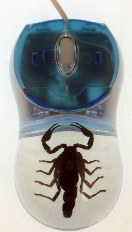 (via Computer Mouse With Real Scorpion)