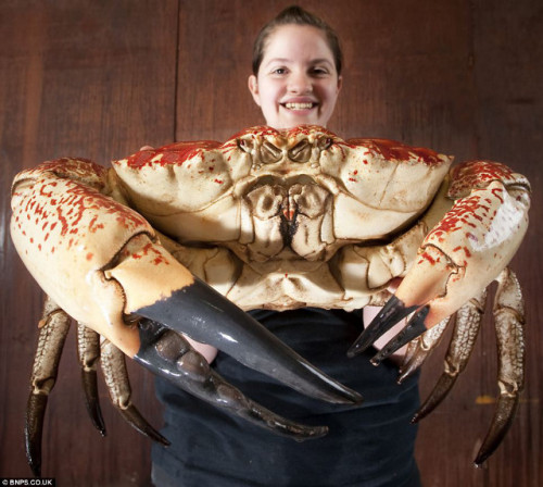 (via That Thing Could Take An Arm Off!: 15-Pound GIANT Crab | Geekologie)