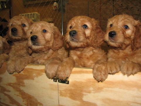 goldendoodle puppy. golden-doodle puppy so bad
