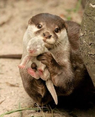 Pixdaus: Popular Today Pics - otter with baby