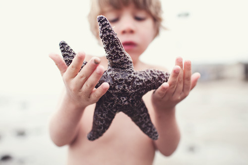 thecelution:the star fish (by sheenalu) 