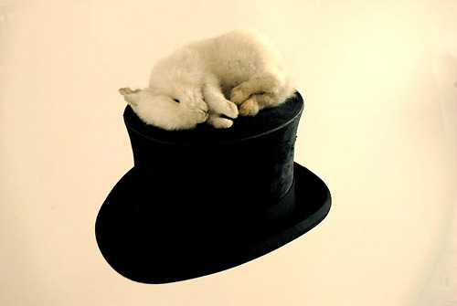 Rabbit on Hat (by Polly Morgan, Fine Art Taxidermy)