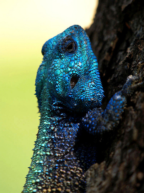 Southern Tree Agama by Andhi Priatmoko