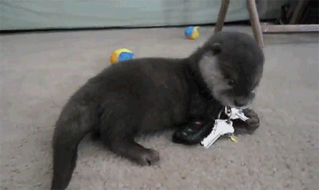 tangofox: the-queen-beetch: EVERYONE STOP WHAT YOU’RE DOING AND REBLOG BECAUSE THERE IS A FUCKING BABY OTTER PLAYING WITH A SET OF CAR KEYS ON YOUR DASH OKAY?! YES MY MASTER. Oh shit the otter found Martins van keys! 